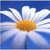 Blumen icons bilder