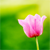 Blumen icons bilder