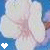 Blumen icons bilder