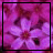 Blumen icons bilder
