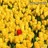 Blumen icons bilder