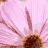 Blumen icons bilder