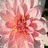 Blumen icons bilder