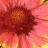 Blumen icons bilder
