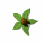 Blumen icons bilder