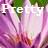 Blumen icons bilder