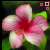 Blumen icons bilder