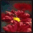 Blumen icons bilder