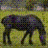 Kirschen icons bilder