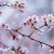 Kirschen icons bilder