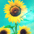 Sonnenblume icons bilder