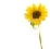 Sonnenblume icons bilder