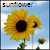 Sonnenblume icons bilder