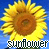 Sonnenblume