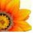 Sonnenblume icons bilder