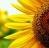 Sonnenblume icons bilder