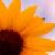 Sonnenblume icons bilder