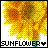 Sonnenblume icons bilder