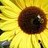 Sonnenblume icons bilder