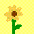 Sonnenblume