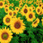 Sonnenblume icons bilder