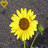 Sonnenblume icons bilder