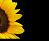 Sonnenblume icons bilder