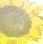 Sonnenblume icons bilder