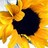 Sonnenblume icons bilder