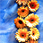 Sonnenblume icons bilder