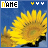 Sonnenblume icons bilder