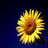 Sonnenblume