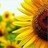 Sonnenblume icons bilder