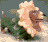 Sonnenblume