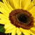 Sonnenblume icons bilder