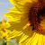 Sonnenblume icons bilder