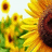 Sonnenblume icons bilder