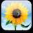 Sonnenblume icons bilder