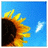 Sonnenblume icons bilder