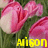 Alison icons bilder