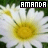 Amanda icons bilder