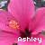 Ashley icons bilder