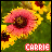 Carrie icons bilder