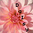 Daisy icons bilder