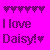 Daisy icons bilder