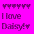 Daisy