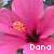 Dana icons bilder