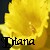 Diana icons bilder