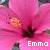 Emma icons bilder