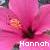 Hannah icons bilder